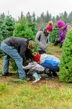 Are Christmas Trees Hard To Find This Year? No &#038; Yes