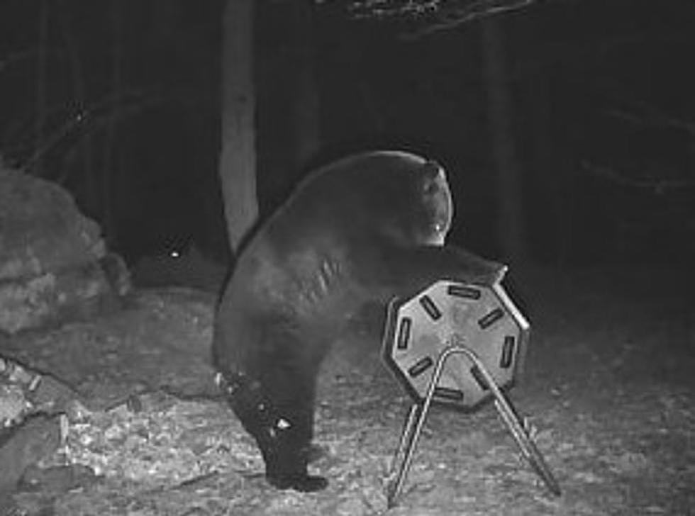 Southern Tier Trail Cameras Reveal What Really Goes On In The Wild [GALLERY]