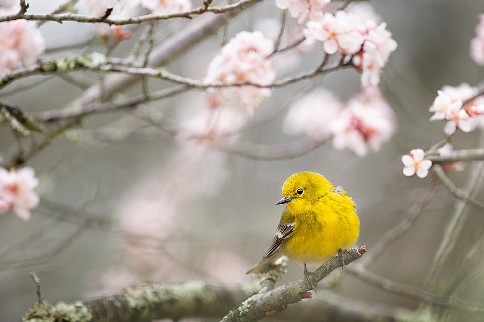 [GALLERY] 7 Signs That Spring Is About To Arrive In The Binghamton Area