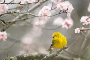 [GALLERY] 7 Signs That Spring Is About To Arrive In The Binghamton Area