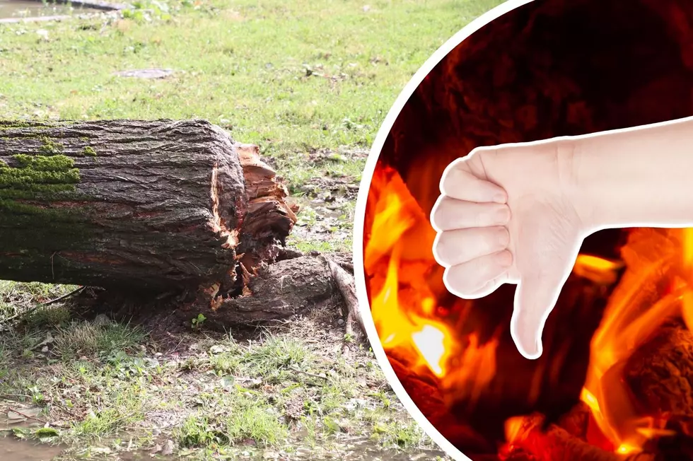 Thinking Of Burning Downed Tree Debris In NY? Think Again