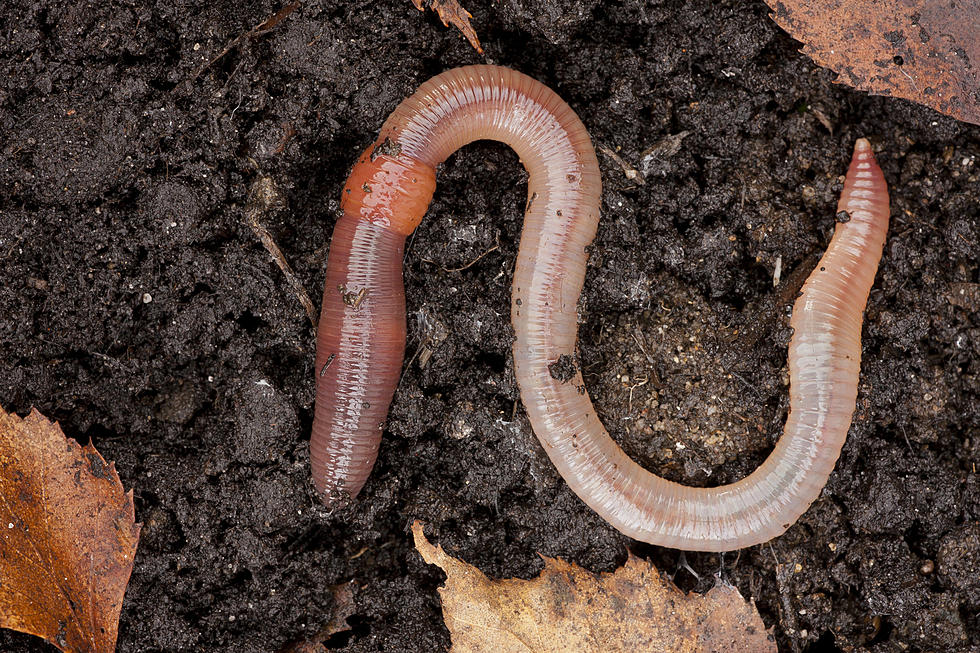 ‘Jumping Earthworms’ Giving New York Gardeners Headaches