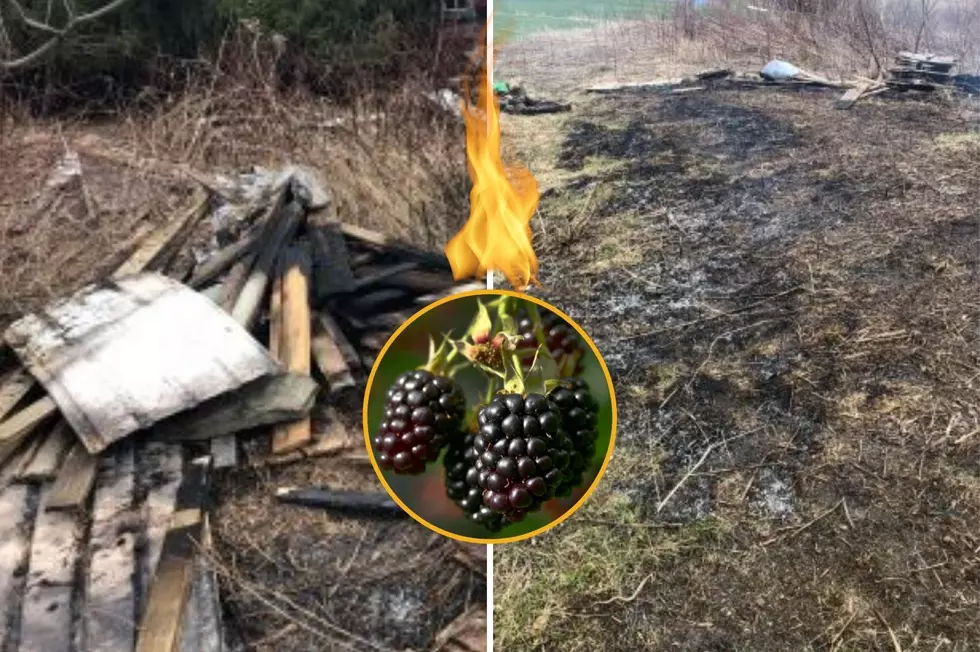 Blackberry Burning Goes Wrong In Otsego County