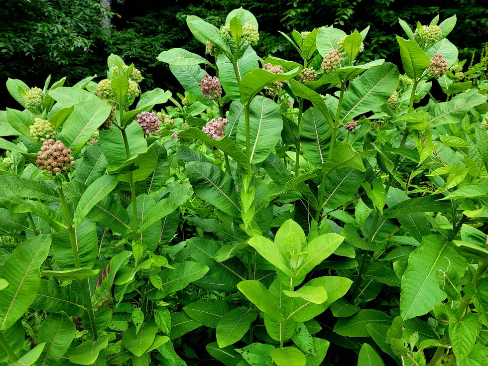 Milkweed Plants Are Toxic To Pets &#8211; What You Need To Know