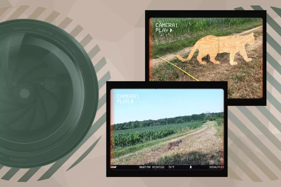 New York DEC Debunks Mountain Lion Trail Cam Picture In The Most Creative Way