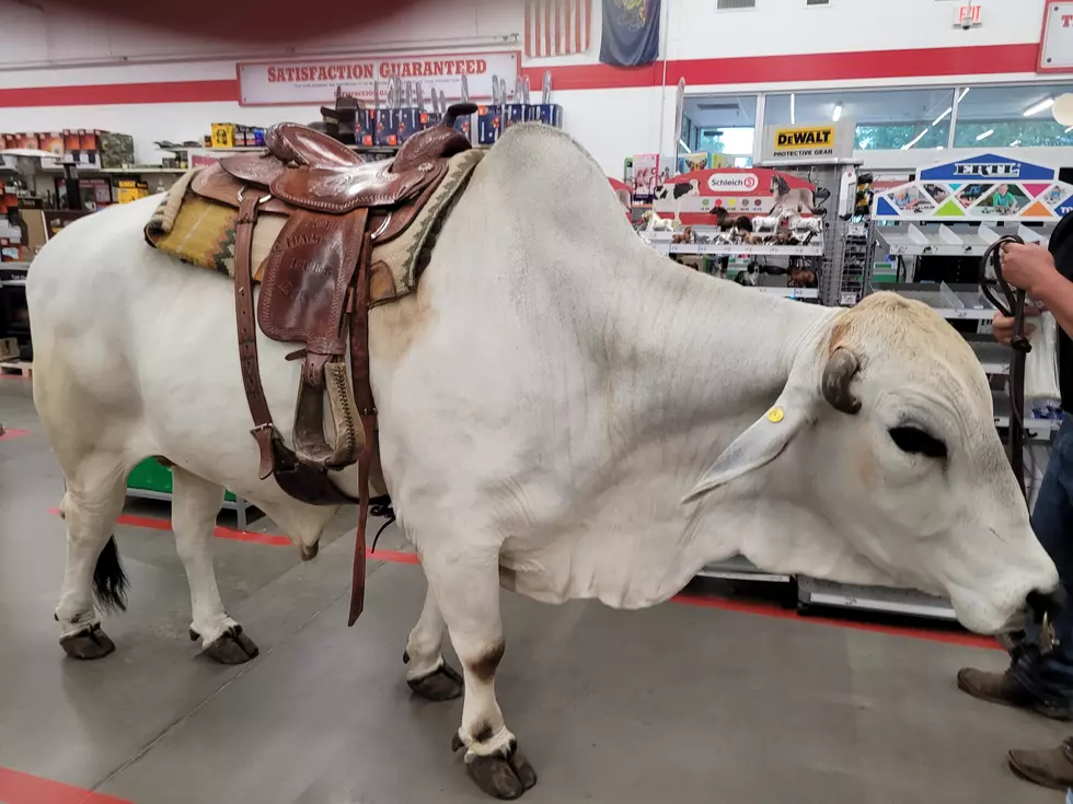 No Bull! Bradford County, Pennsylvania Store Gets Visit From MASSIVE Customer