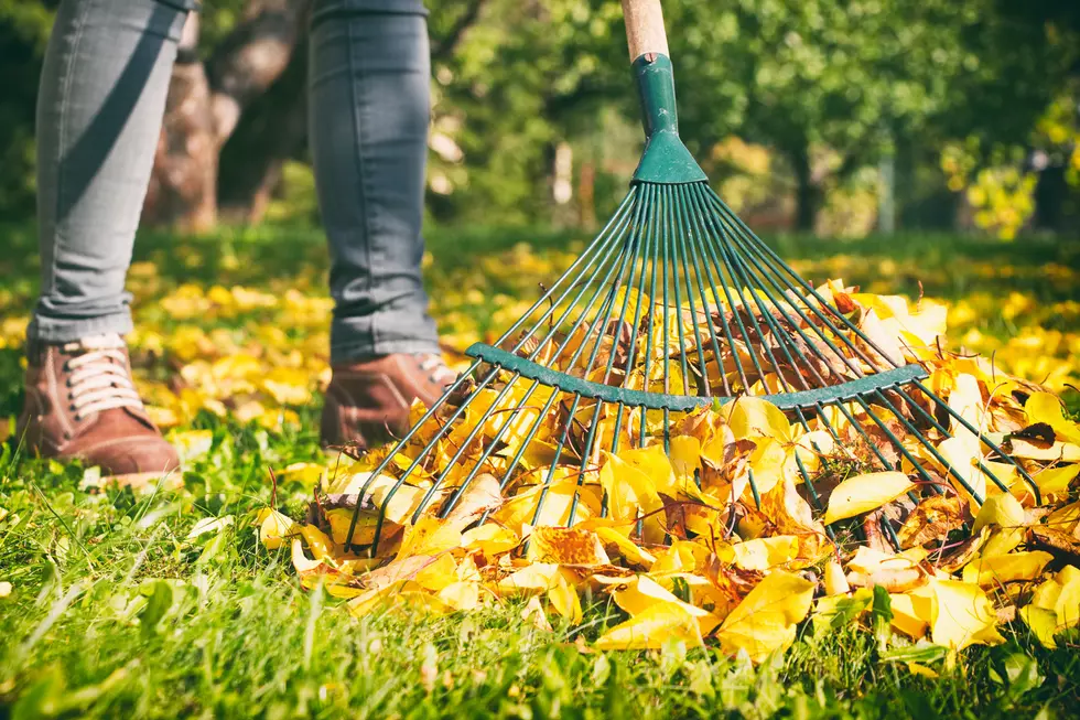 Want A Reason Not To Rake Up Those Autumn Leaves?