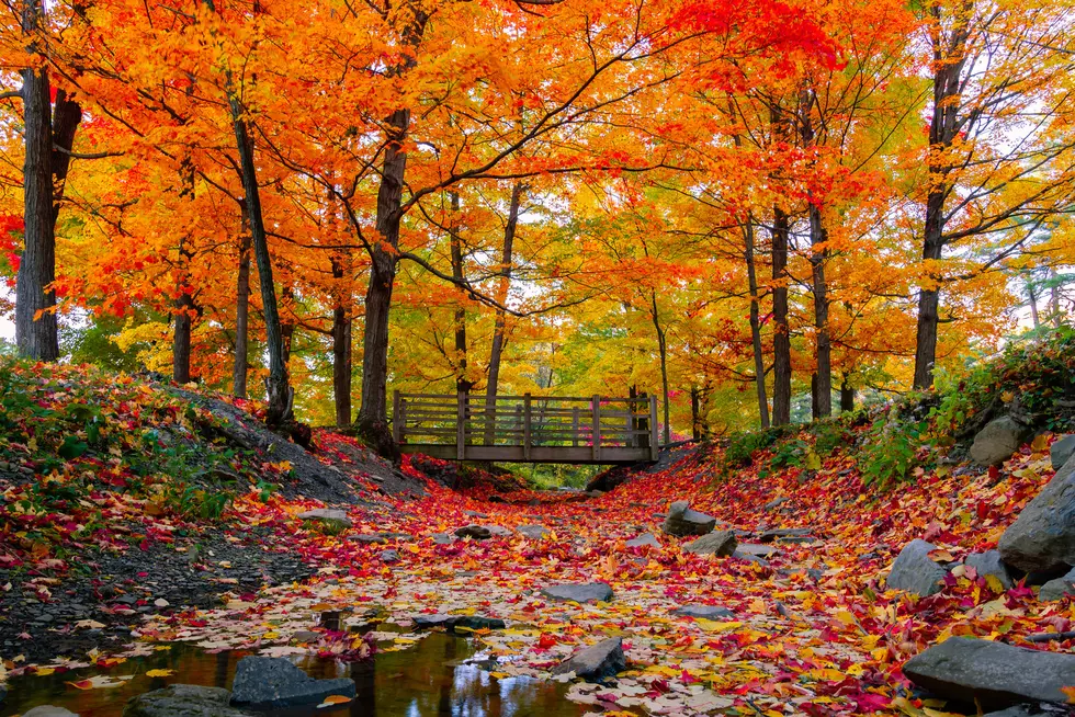 New York's Stunning Fall Foliage Can Actually Be Seen from Space 