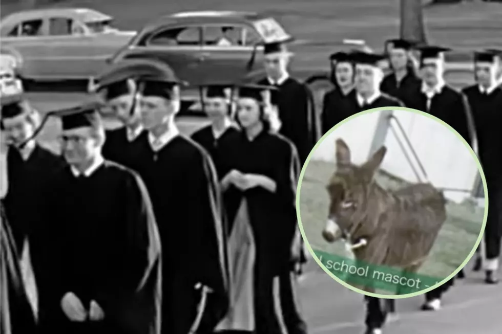 From Burro to Bearcat: Why The Old Binghamton Mascot Suddenly Got The Boot