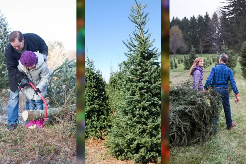 An Expert Christmas Tree Farm Guide for NY&#8217;s Southern Tier