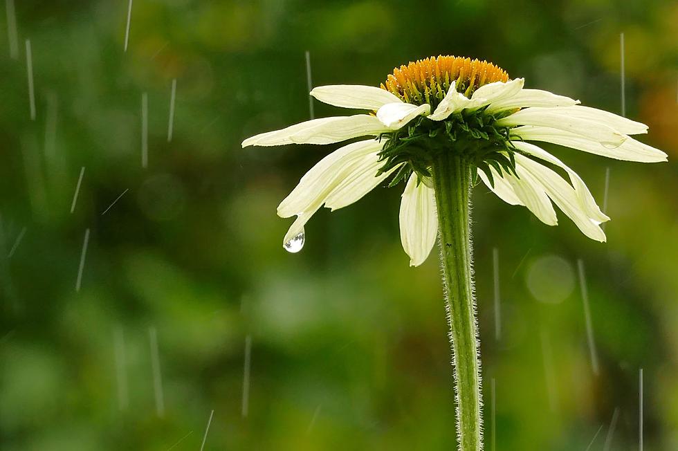 Do April Showers Really Bring May Flowers in New York?