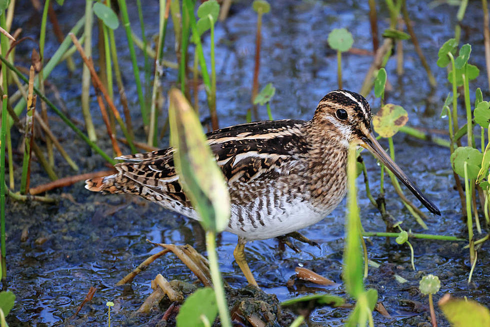 Snipe Hunting May Be  A Joke But The Snipe Bird Is Not