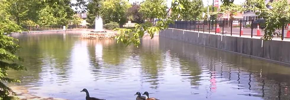 Petition Circulating To Remove The Swans At Popular Manlius NY Swan Pond