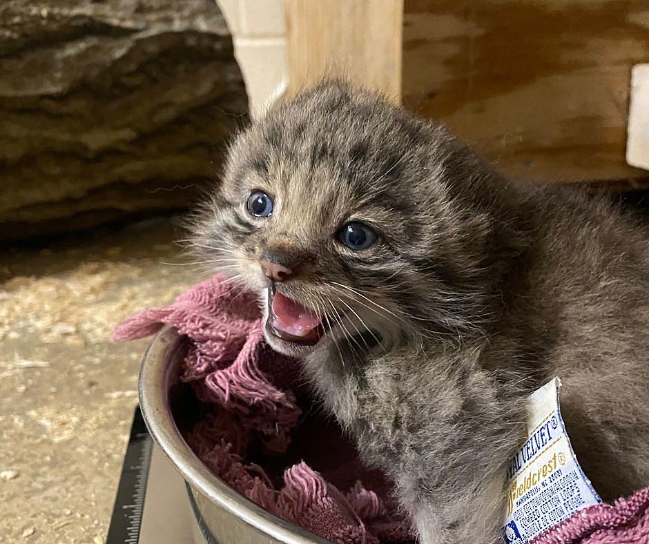 Four Pallas's Cat Kittens Born at Binghamton's Ross Park Zoo