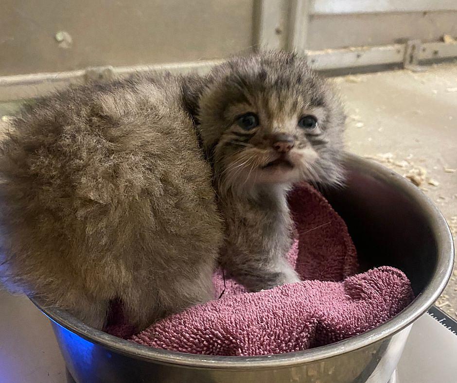 Bramble Park Zoo Has New Baby Pallas' Cat Kittens - ZooBorns