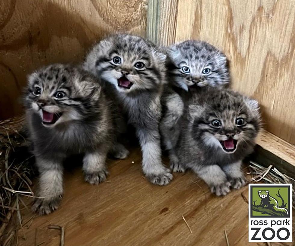 Four Pallas’s Cat Kittens Born at Binghamton’s Ross Park Zoo