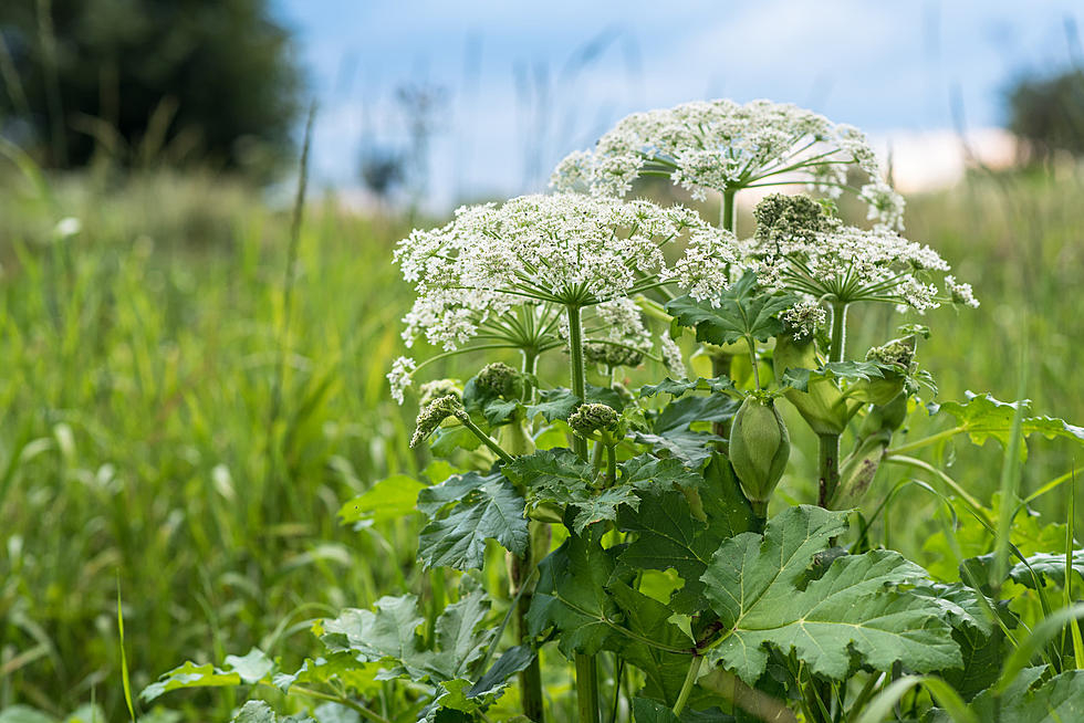 Exploring The Great Outdoors? Stay Away From Giant Hogweed