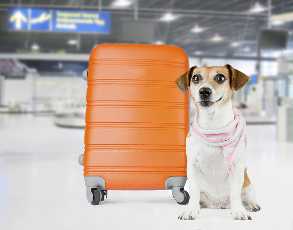 Where Can You Board Your Pets In The Binghamton Area?