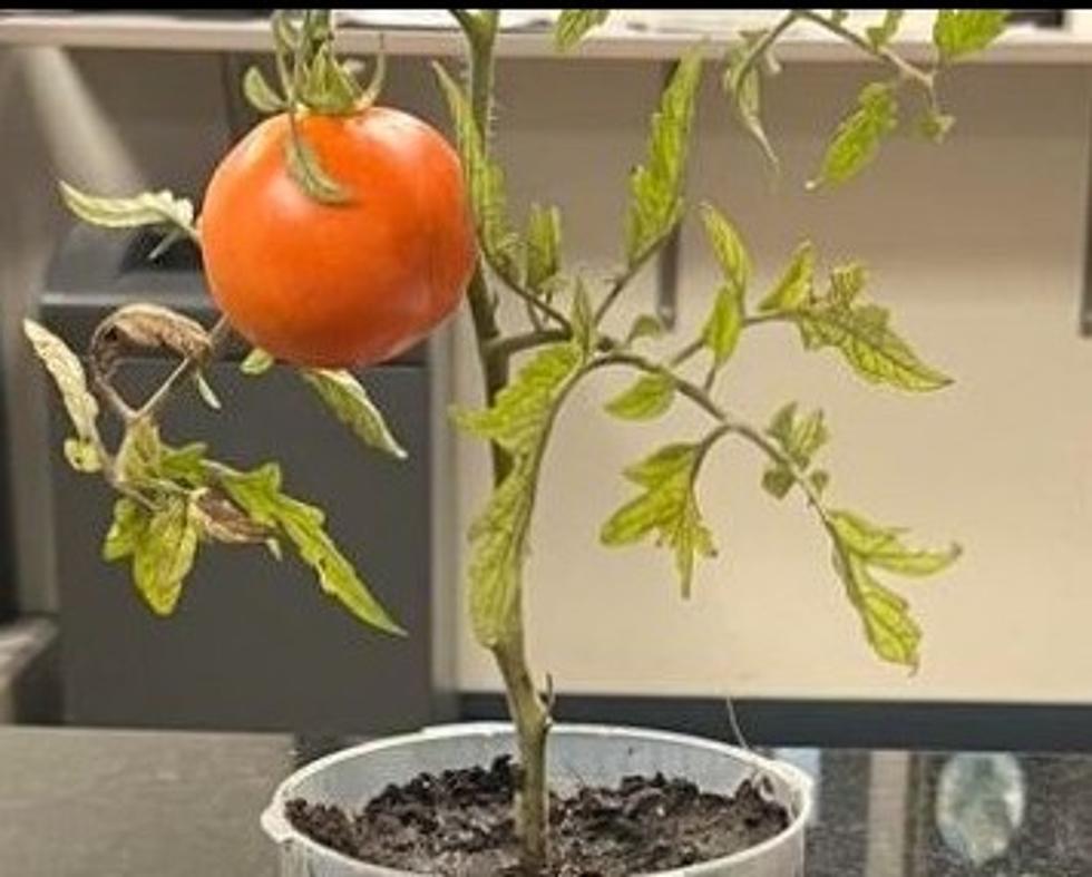 Johnson City PD Rescue Stray Tomato in Viral Post