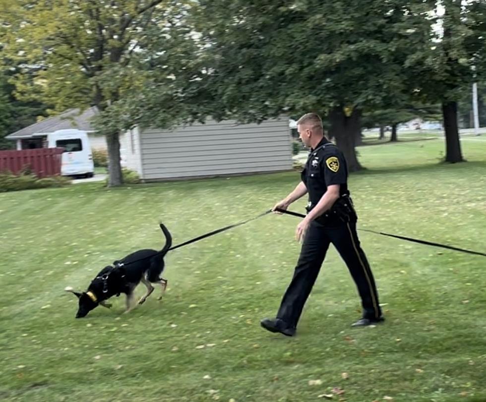 Welcome K9 Raven To The Broome County Sheriff’s Office Team