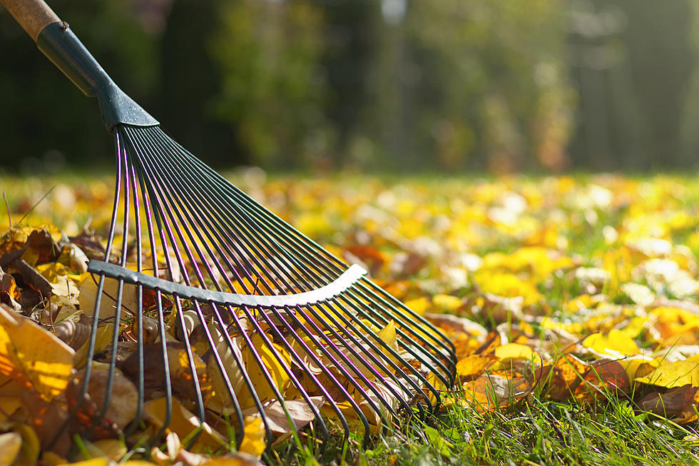 New Yorkers: What To Do With All Those Leaves in Your Yard