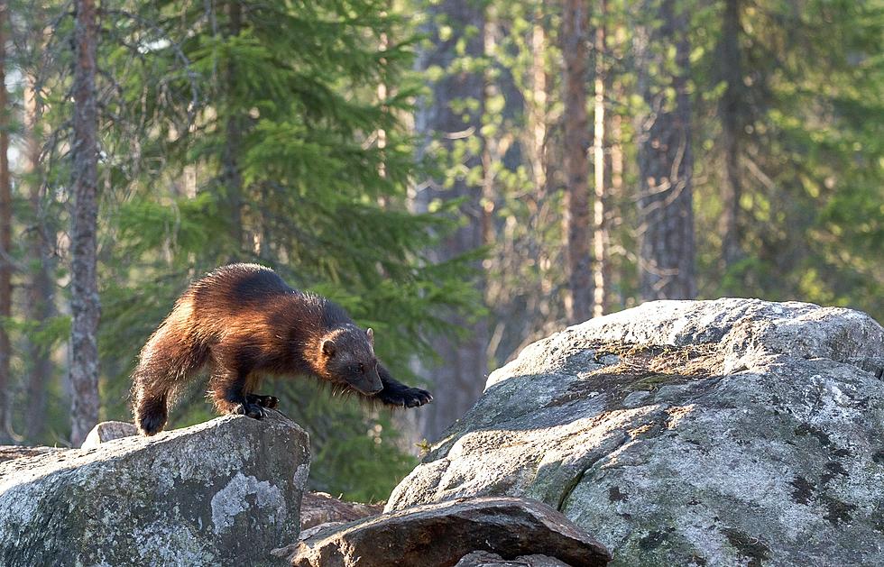 Do Wolverines Exist in New York State?