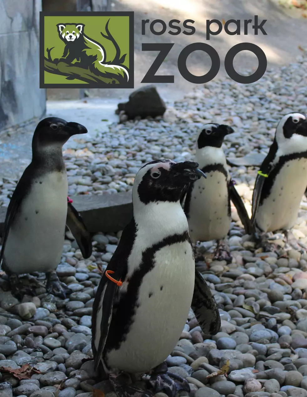 Uncover Exciting Activities At The Season Launch Of Binghamton’s Ross Park Zoo