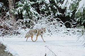 If You See These Footprints in Your New York Backyard, Protect...