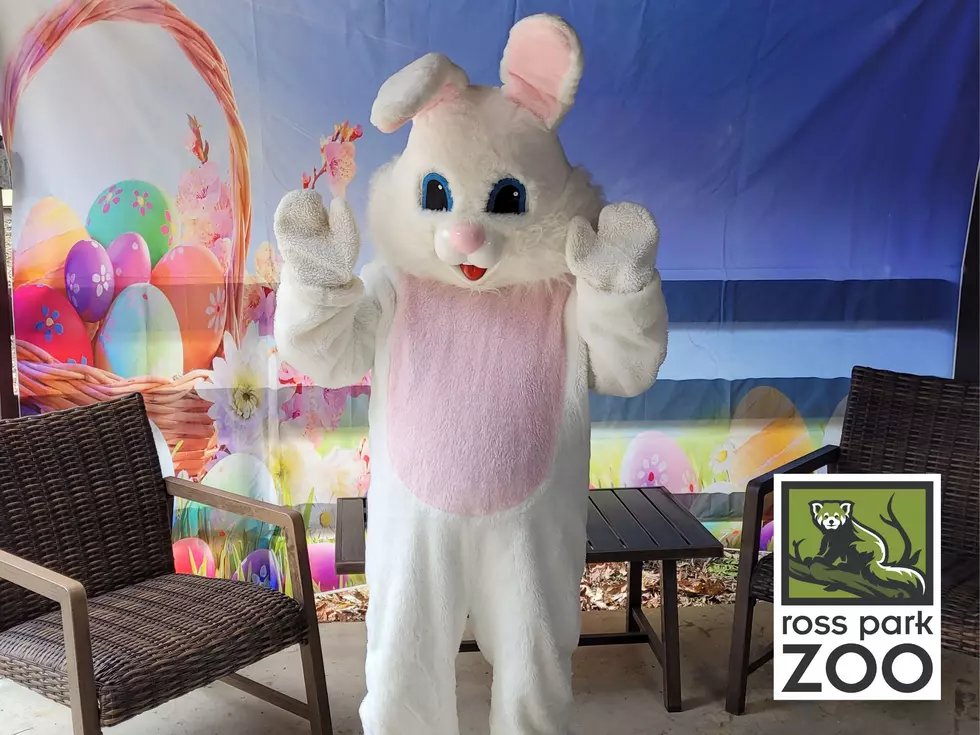 Spring Magic Unveiled: Eggstravaganza And More At Ross Park Zoo