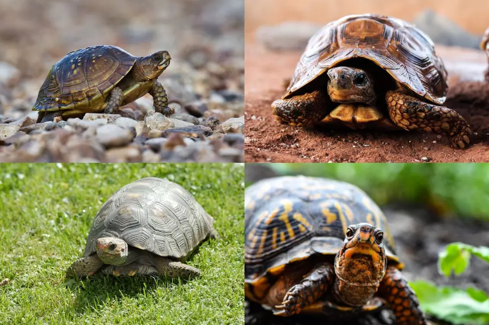 Happy Turtle Day! What You Need To Know About New York State Turtles