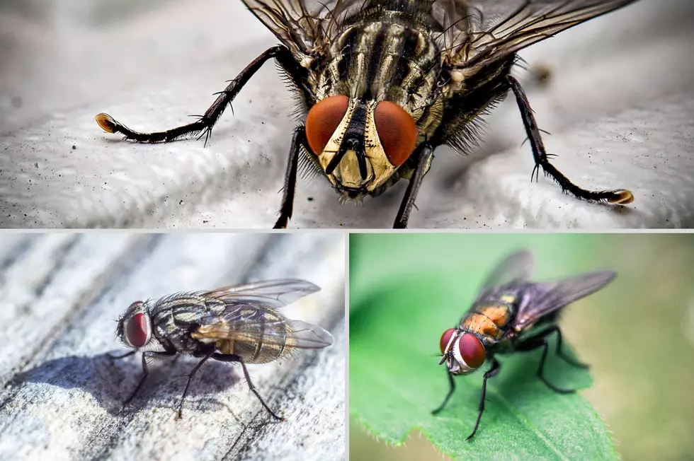The Buzz Is: It's Black Fly Season In New York State