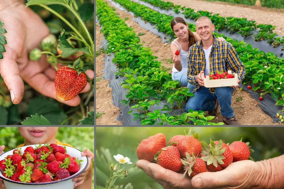 U-Pick Strawberry Locations In Southern Tier Of New York & NEPA