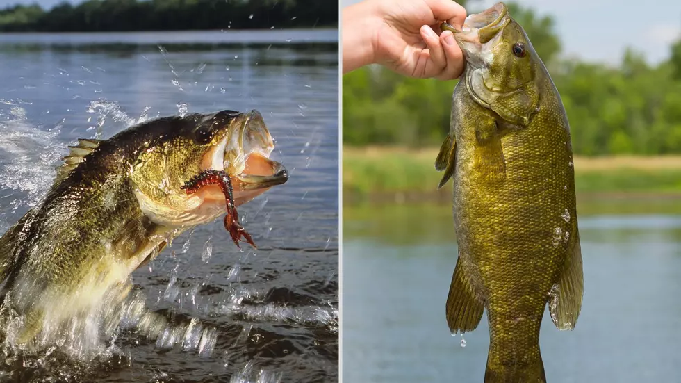 New York State Black Bass Season: What To Know