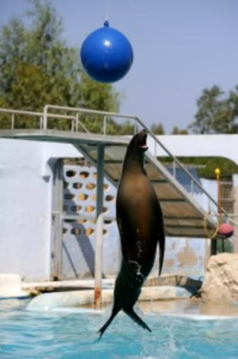 Marineland Workers Report Horrific Neglect Of Animals