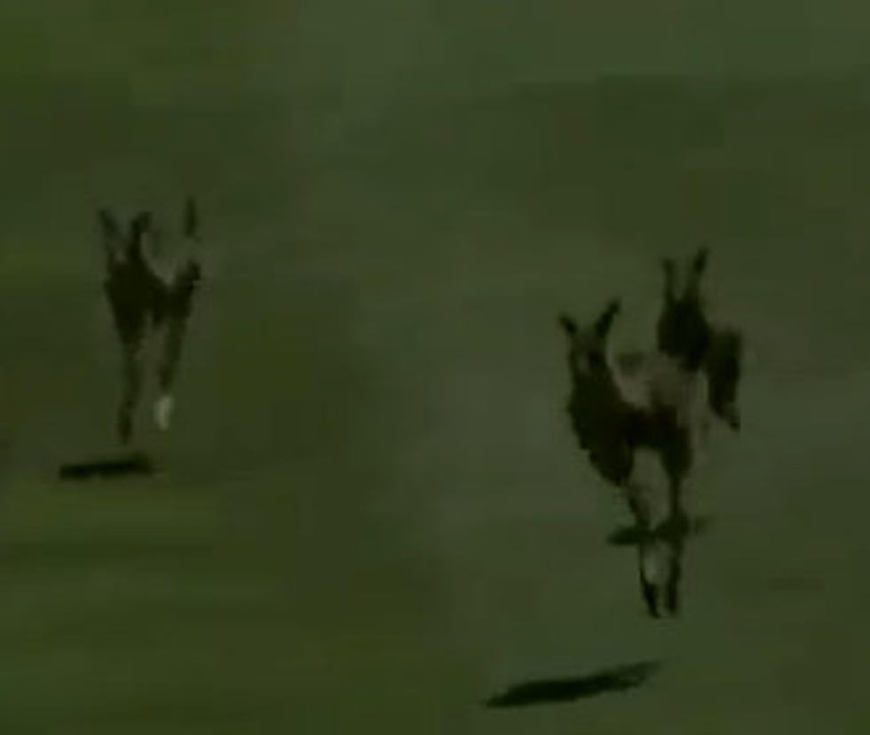 Kangaroos Take Over Golf Course [VIDEO]