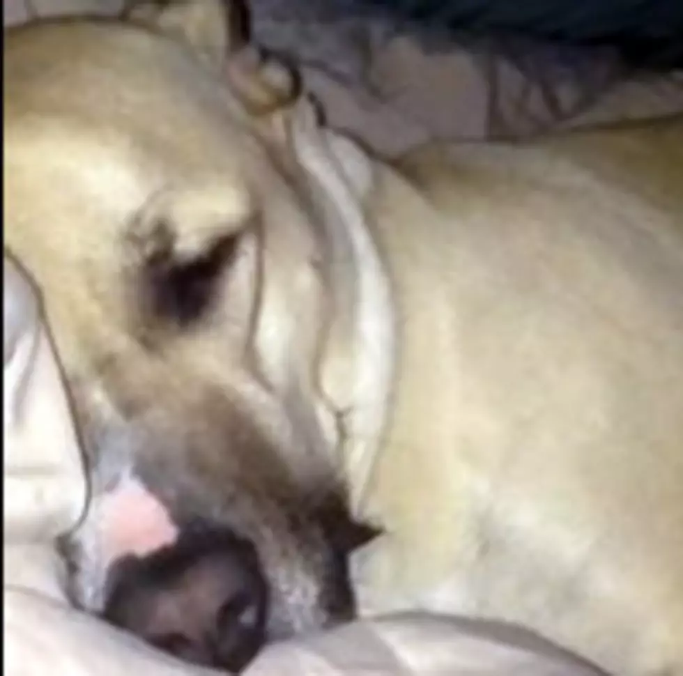 Dog Sounds Like Donald Duck When He Snores [VIDEO]