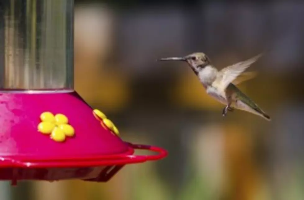 Hummingbird Sightings in the Greater Binghamton Area [VIDEO]