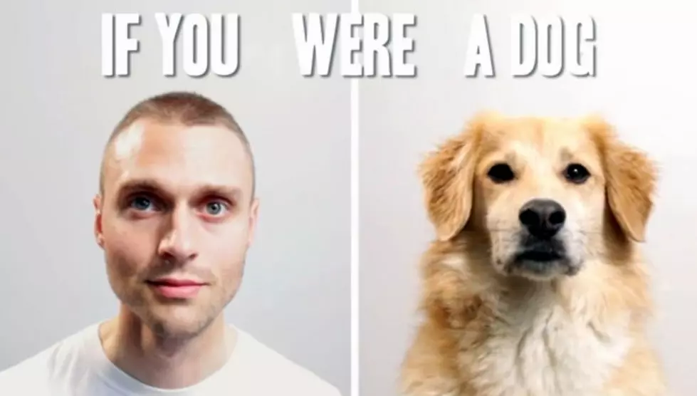 Your Life As A Dog [VIDEO]