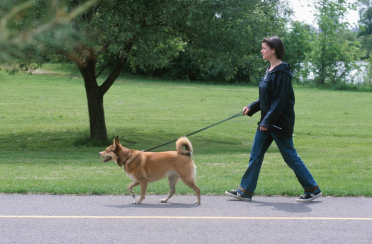 The dog likes the park. Прогулка с собакой на поводке. Поводок для собак. Человек выгуливает собаку. Мужчина выгуливает собаку.