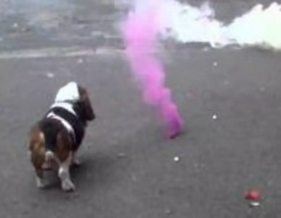 Dogs + Fourth Of July Fireworks = Bad Idea [VIDEO]