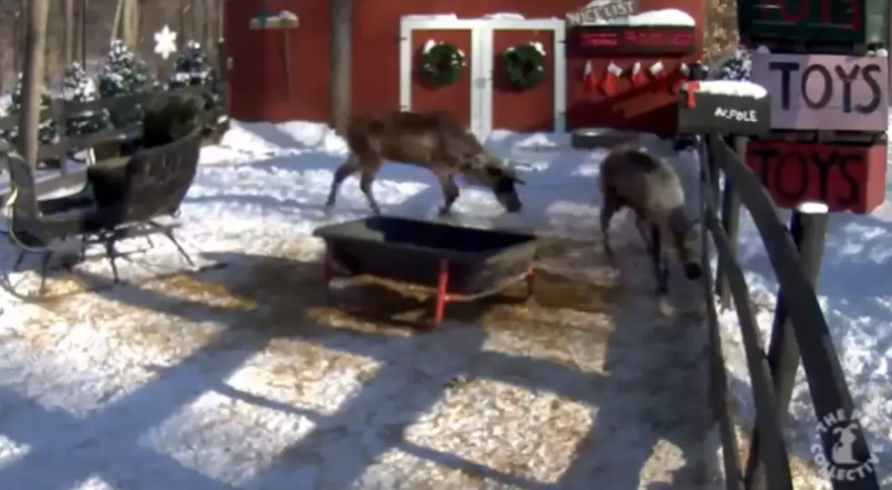 Watch Santa Take Care Of His Reindeer[LIVE VIDEO]