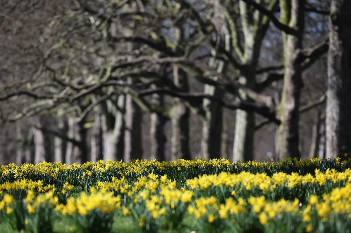 Spring arrives. Daffodils Park London. St James's Park, London Daffodil. When Daffodils begin to peer. Spring begins.