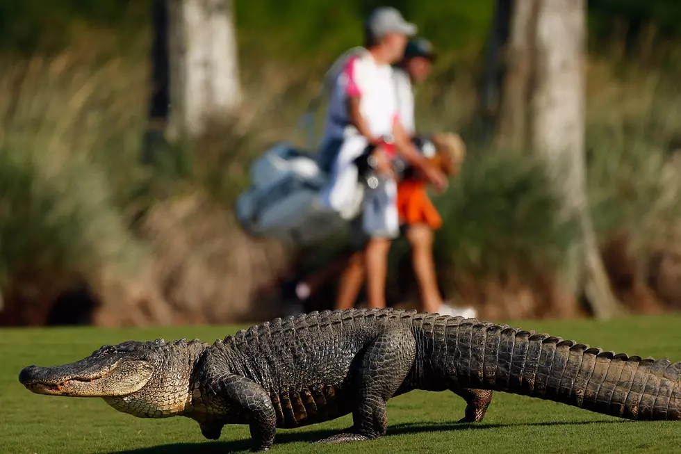 Binghamton Zoo Benefit – Gators on the Green Golf Tournament