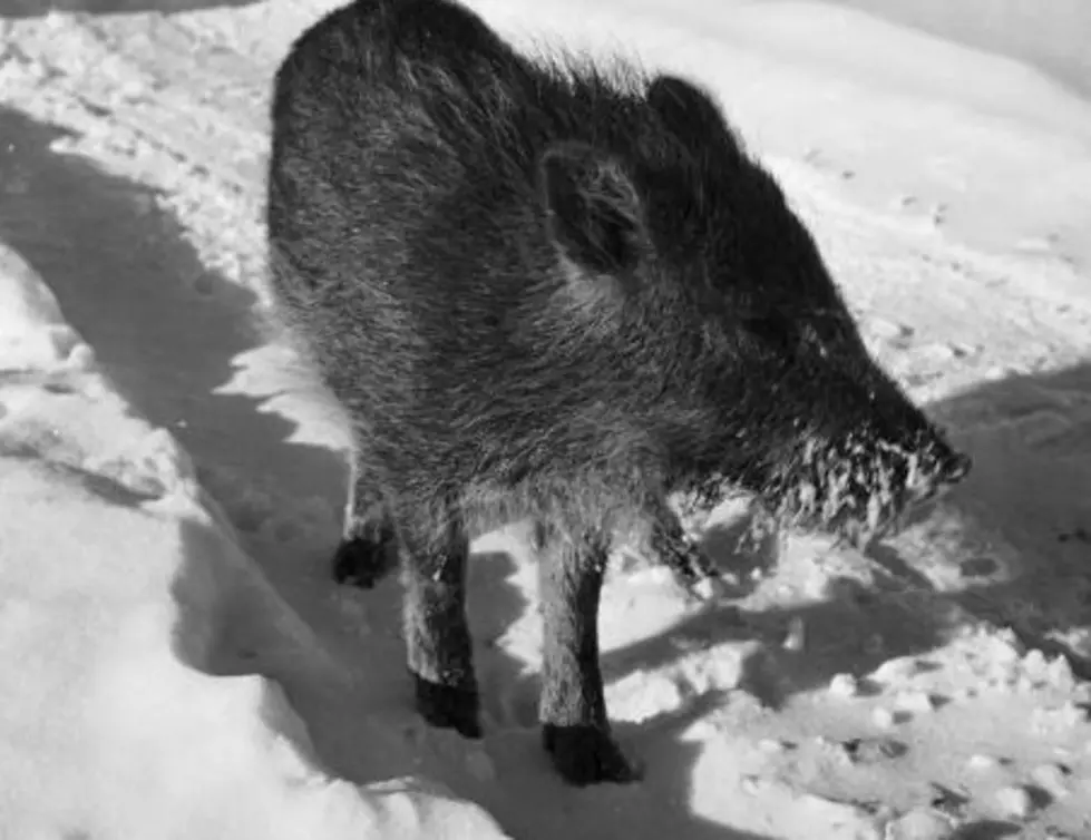 New York Bans Hunting Eurasian Wild Boars