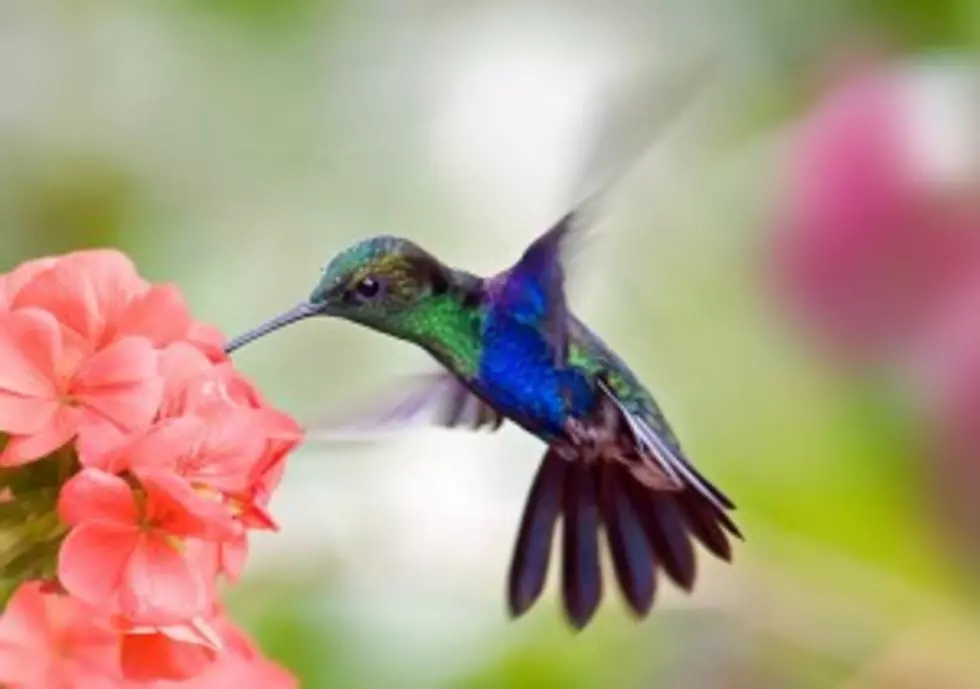 Hummingbirds Return to the Southern Tier [VIDEO]