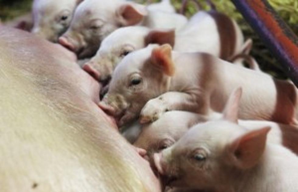 NY State Fair Suspends Piglets and Sows Exhibit and Competition for 2014