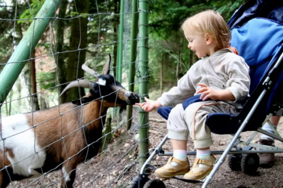 Enjoy a Stroller Safari With Your Little One At the Binghamton Zoo