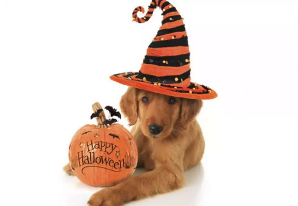 Keep Pet Safety In Mind This Halloween