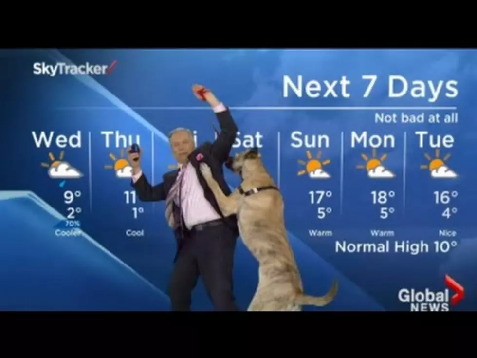 Shelter Dog vs TV Weatherman [WATCH]
