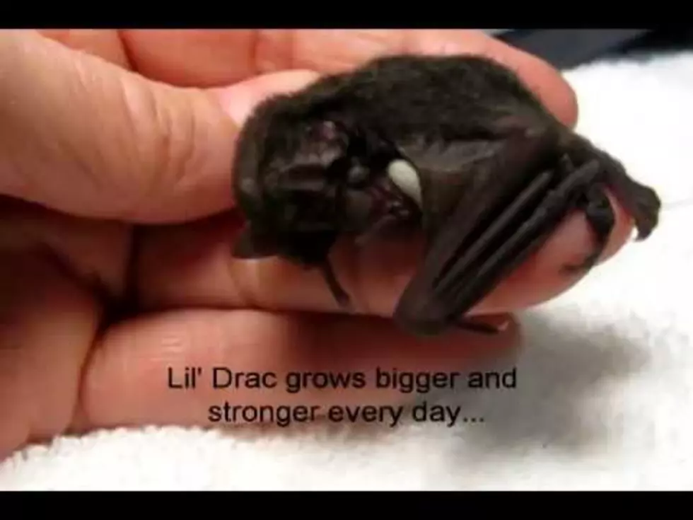 Lil&#8217; Drac Bat Video Will Inspire [WATCH]